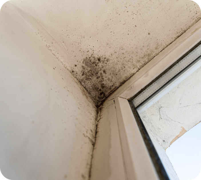 Mould growing along the corner of a wall and window frame, with visible dark patches and damp staining.